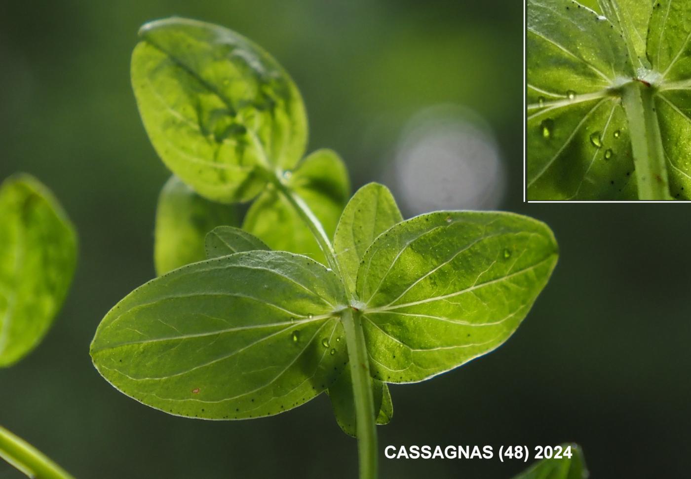 St. John's Wort, Square-stemmed leaf